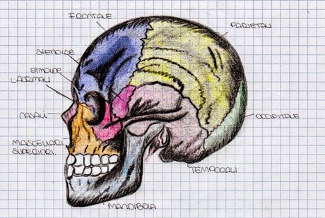 Lo scheletro della testa: lavori realizzati dalla I EST
