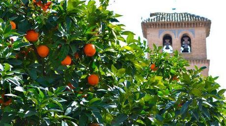 Frutta Urbana,_più vitamine per tutti