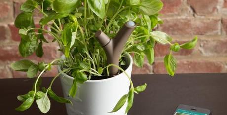Siete negati con il pollice verde ma amate le piante? Questa è la soluzione che fa per voi!