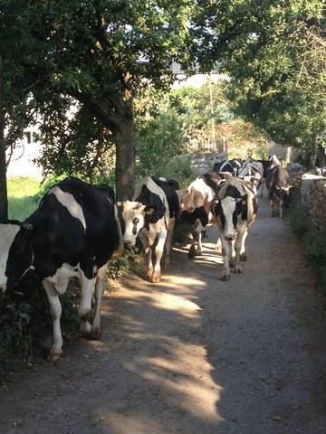 Lungo il Cammino capita di incrociare anche loro...