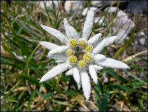 Stella Alpina | Nascita di un mito, della prima Stella Alpina.