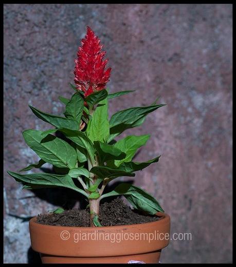celosia