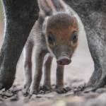 Nasce un cinghiale con le verruche: solo 200 esemplari nel mondo (video)