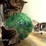 Il micio gioca con la sfera: gli altri gatti lo fanno rotolare (video)