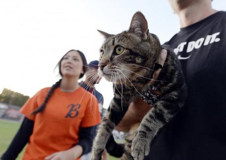 Usa, nuova impresa del gatto eroe: ora Tara gioca a baseball