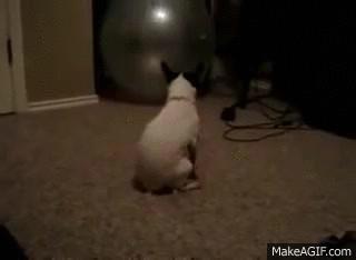 Dog dragging ass on Make A Gif