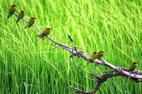 Godersi l'estate e stare in mezzo alla natura