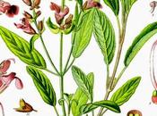 Salvia, olio essenziale Salute