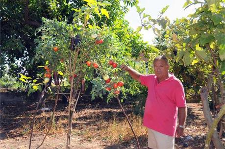 giuseppe-marino-albero-melanzane-e-pomodoro