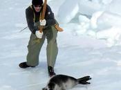 Canada: massacro foche continua