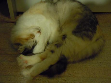 Caserecce con pesto di rucola, pomodorini secchi e noci