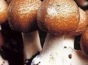 Proprietà dell’Agaricus