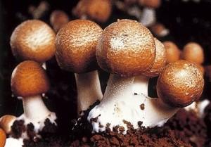 agaricus