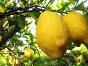 Cura limone effetto alcalinizzante