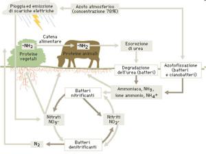 ciclo azoto