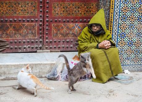 Le città dei gatti: dedicato ai gatti che ho incontrato in viaggio