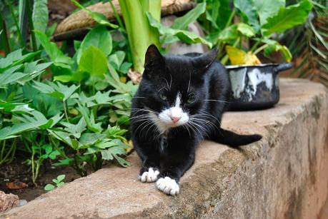 Le città dei gatti: dedicato ai gatti che ho incontrato in viaggio