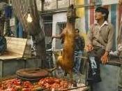 Cina:yulin meat festival