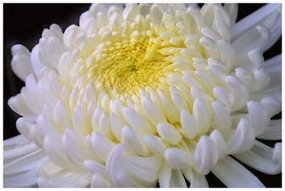 Il Crisantemo | Nascita di un fiore frutto di amore e preghiera.
