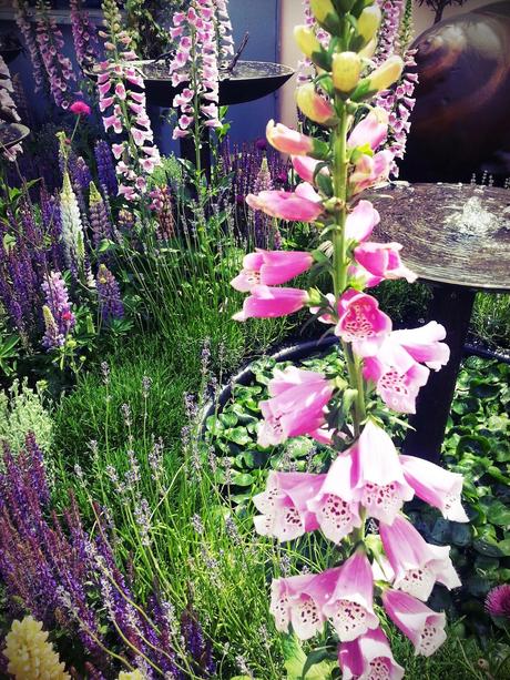 RHS Chelsea Flower Show 2014