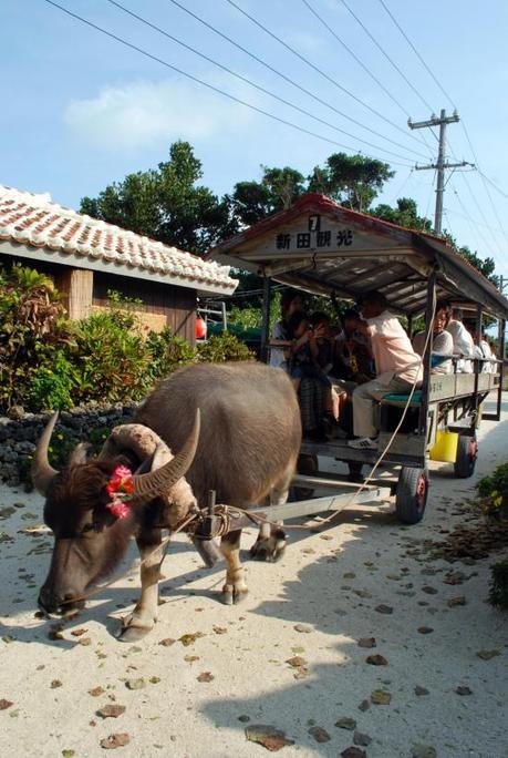 I bufali d'acqua che scarrozzano lentamente i turisti