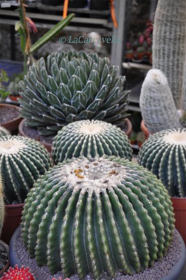 Perugia Flower Show 2014, una bella passeggiata di primavera