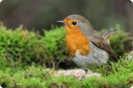 Uccelli da proteggere: il Pettirosso cade spesso vittima di pratiche illegali quali uccellagione e bracconaggio.