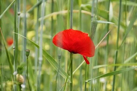 Fiori di primavera: il papavero