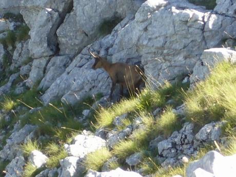 Camoscio d'Abruzzo: il camoscio più bello del mondo