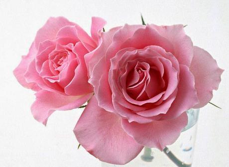 shabbychic, the romantic