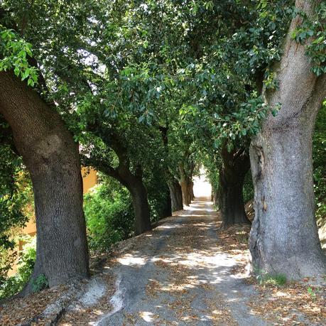 Sibillini: Amandola, Servigliano, Smerillo, consigli su dove mangiare tipico