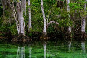 hai mai cercato dei manati in un fiume?