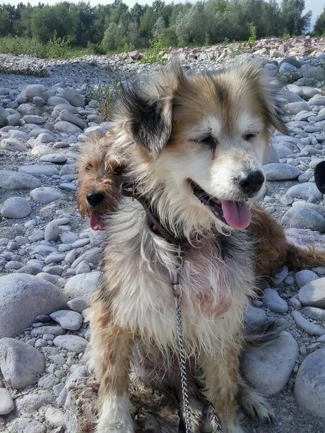 Il mio quattrozampe e io: Panna, Ugo, Micho e Micino