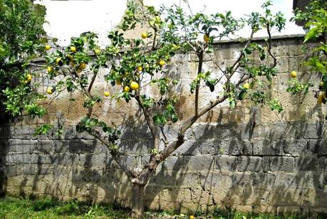 POTIAMO IL LIMONE, L'ARANCIO E IL MANDARINO