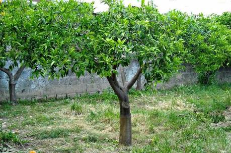 POTIAMO IL LIMONE, L'ARANCIO E IL MANDARINO