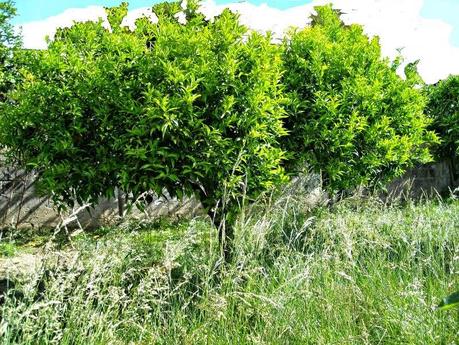 POTIAMO IL LIMONE, L'ARANCIO E IL MANDARINO