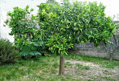 POTIAMO IL LIMONE, L'ARANCIO E IL MANDARINO