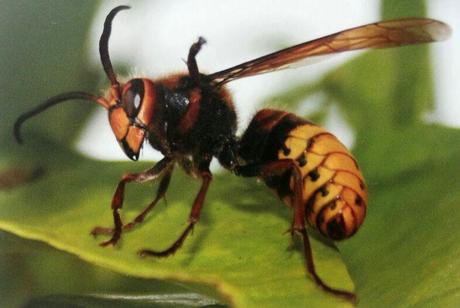 vespa crabro