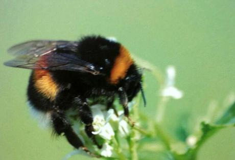 bombus terretris