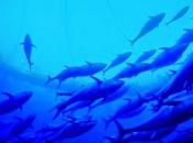 Thalassa: uomini mare. disastro ecologico parla.