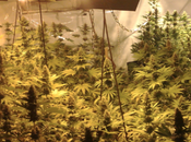 Chiesa ’700 trasforma serra coltivazione marijuana