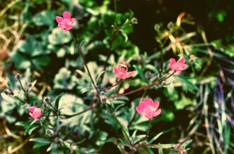 Lomochrome Purple e i fiori gialli diventano rosa!