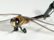 ricercatori lavorano droni sempre simili insetti uccelli