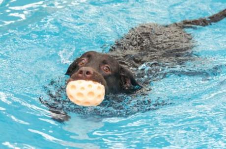 cane in piscina