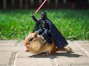 Scoiattoli Star Wars