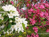 La primavera quando arriva, arriva!