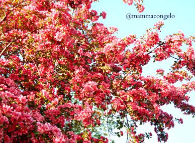 La primavera quando arriva, arriva!