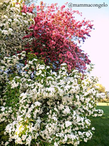 La primavera quando arriva, arriva!