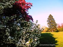 La primavera quando arriva, arriva!