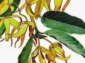 Ylang-ylang, olio essenziale Salute